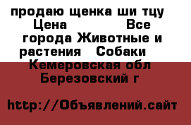 продаю щенка ши-тцу › Цена ­ 10 000 - Все города Животные и растения » Собаки   . Кемеровская обл.,Березовский г.